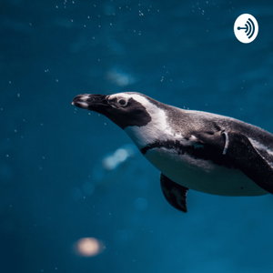 Adaptaciones fisiológicas de los pingüinos al bucear