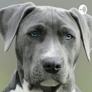 Adopt Don't Shop