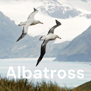 Albatross
