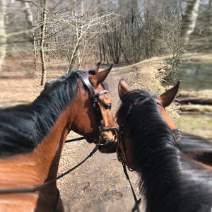 Alice & Saga fattar Galopp
