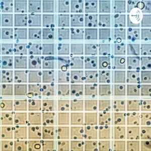 المناعة وبيولوجيا السرطان - Cancer Biology & Immunology 
