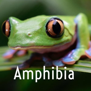 Amphibia 