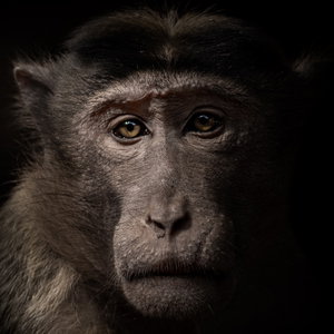 Animal Rights: the Debate