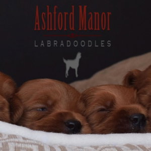Ashford Manor Labradoodles
