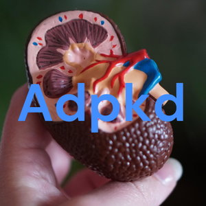 Autosomal Dominant Polycystic Kidney Disease 