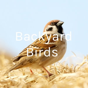 Backyard Birds 