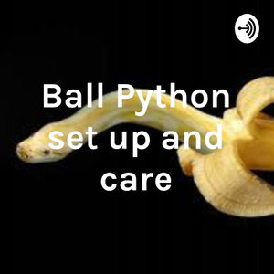 Ball Python set up and care