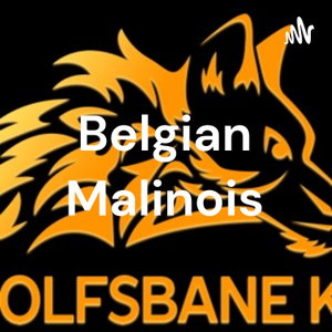 Belgian Malinois