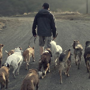 Beyond the Dog With Linn Boyke