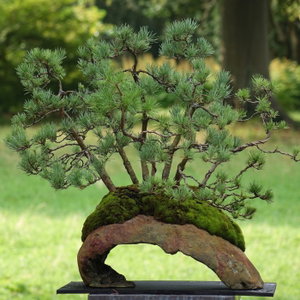 Bonsai - Jens Berner