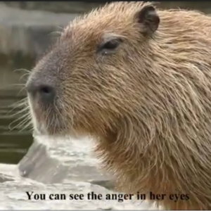 Capybara voice