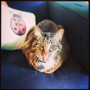 Cat Disgusted