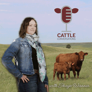 Cattle Conversations