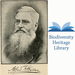 Celebrating Alfred Russel Wallace