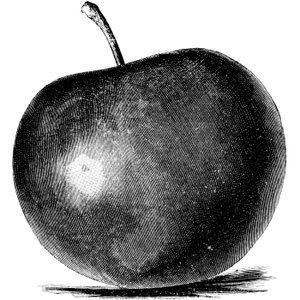 Cider Guide Podcast
