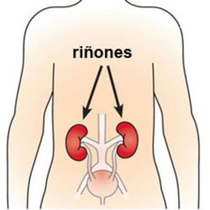 Cómo cuidar los riñones 