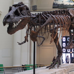 Dinosnak