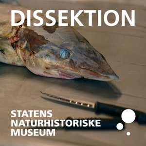 Dissektion