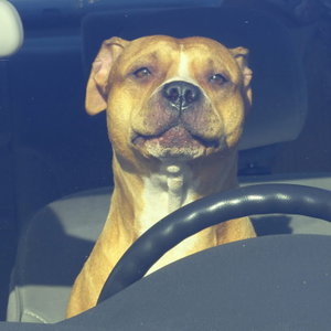 Dog is My Co-Pilot
