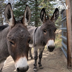 Donkey Podcaster 
