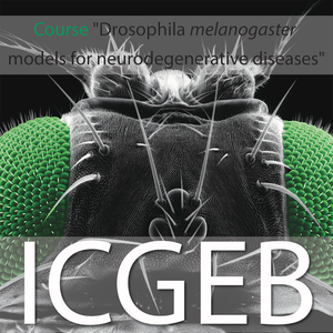 Drosophila melanogaster models for neurodegenerative diseases