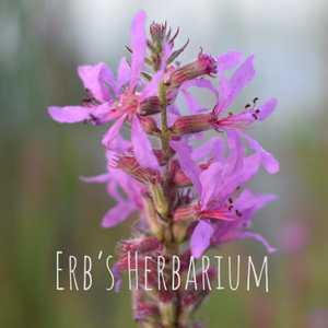 Erb's Herbarium
