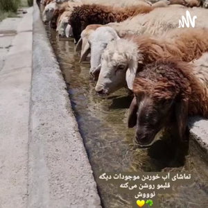 فلسفه