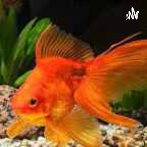 GOLDFISH 