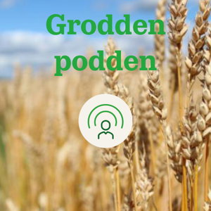 Groddenpodden