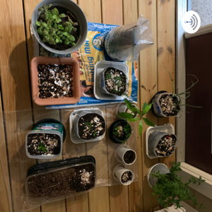 Growing 