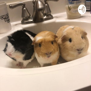 Guinea pig corner 