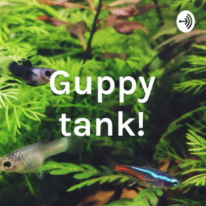 Guppy tank!