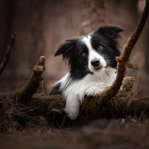 Happy dogs, even happier owners