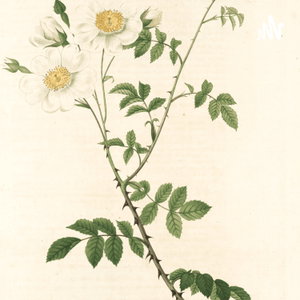 Hoja