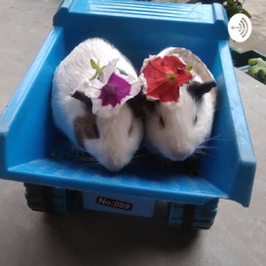 How to take care Of GUINEA PIG
