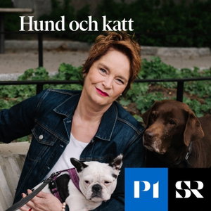 Hund och Katt