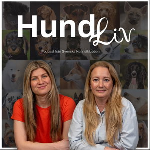 Hundliv