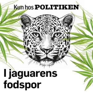 I jaguarens fodspor