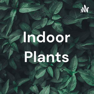 Indoor Plants