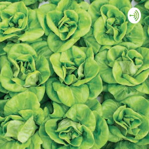 Introduction to Hydroponics By Priyanshu