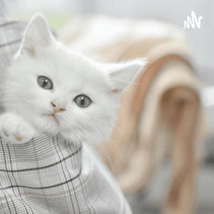 Kitten Things With Nidhi