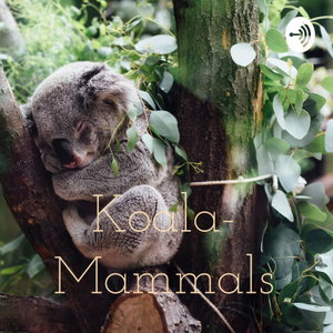 Koala- Mammals