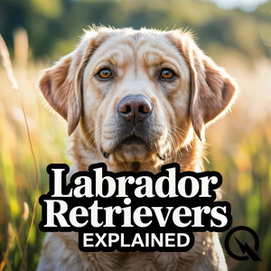 Labrador Retrievers Explained: