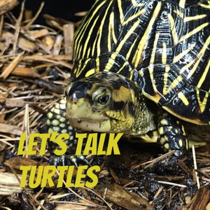 Let's Talk Turtles