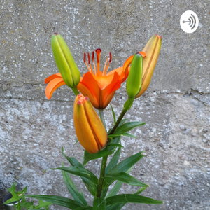 Magic Herb's Podcast