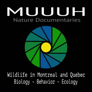 MUUUH Nature Documentaries