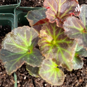 my garden