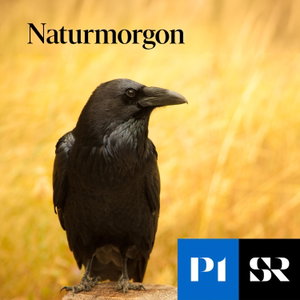 Naturmorgon