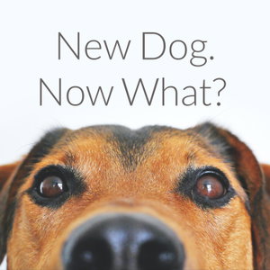 New Dog. Now What? 