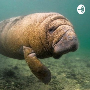 Peixe-Boi Da Amazônia